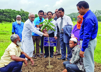 GAZIPUR: Emeritus scientist Dr Kazi M Badruddoza, Director, Bangladesh Agricultural Research Institute (BARI) planting a sapling of BARI Aam-11 at the exhibition field of BARI yesterday.