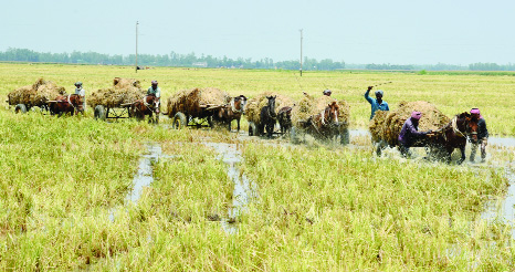 BOGURA: Farmers at Bogura passing hard time due to rainy weather which made roads muddy and they are using horses to carry harvested Boro paddy. This snap was taken from Singair Chalan Beel on Sunday.