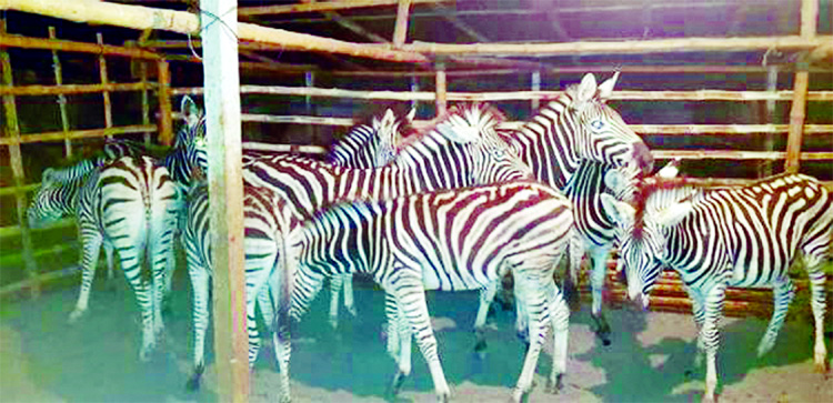 Detectives in a drive rescued nine zebras from Satmail Bazar area in Sharsha upazila early Wednesday. Tipped off, a team of Detective Branch of police conducted a drive in the area and rescued the zebras.