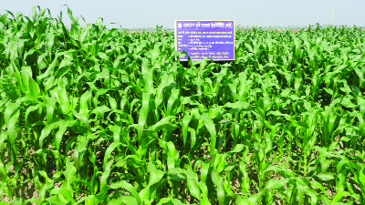 SYLHET: A view of a maize field at Sylhet as maize has been cultivated in four districts under Sylhet region during the current Rabi season.