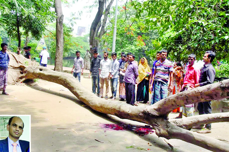 Engineer Mostafizur Rahman (inset) of BOI was killed on the walkway at Dhanmondi Lake as a tree suddenly uprooted and fell on him on Friday.