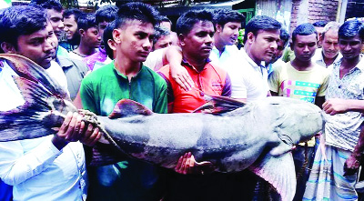 KURIGRAM: A fisherman netted one 100- Kilogram 'Baghaa Aair' fish from Fakirhat point at the confluence of the Brahmaputra, Dharla and Dudhkumar Rivers in Chilmari Upazila on Wednesday afternoon.