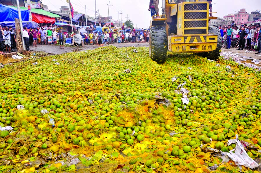 RAB in a drive on Thursday seized 1000 maunds of chemically ripened mangoes from city's Jatrabari wholesale market and destroyed those on the spot.