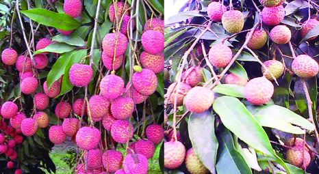 RANGPUR: The farmers have started harvesting the juicy, tasty and fleshy seasonal fruit litchi that has already appeared in the local markets of Rangpur Agriculture region.