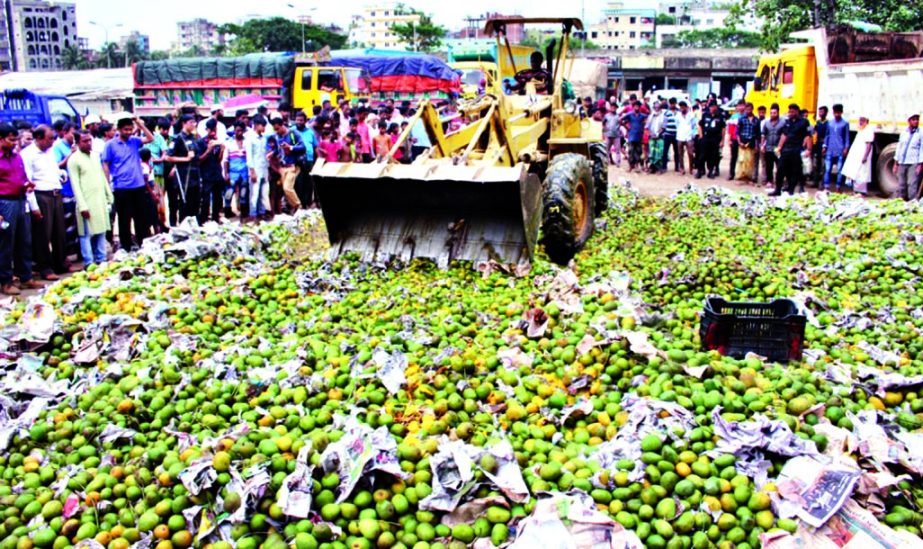 RAB mobile team in a drive seized 1100 more maunds of chemically-ripened mangoes, being destroyed at Mirpur on Saturday.