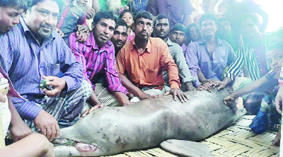 LALMONIRHAT: A dead dolphin was caught from Teesta River at Votmari area in Kaliganj Upazila recently.