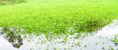 ULIPUR (Kurigram): Jute fields have been damaged at Narikelbari Village beside Buriteesta River due to water- logging. This snap was taken yesterday.