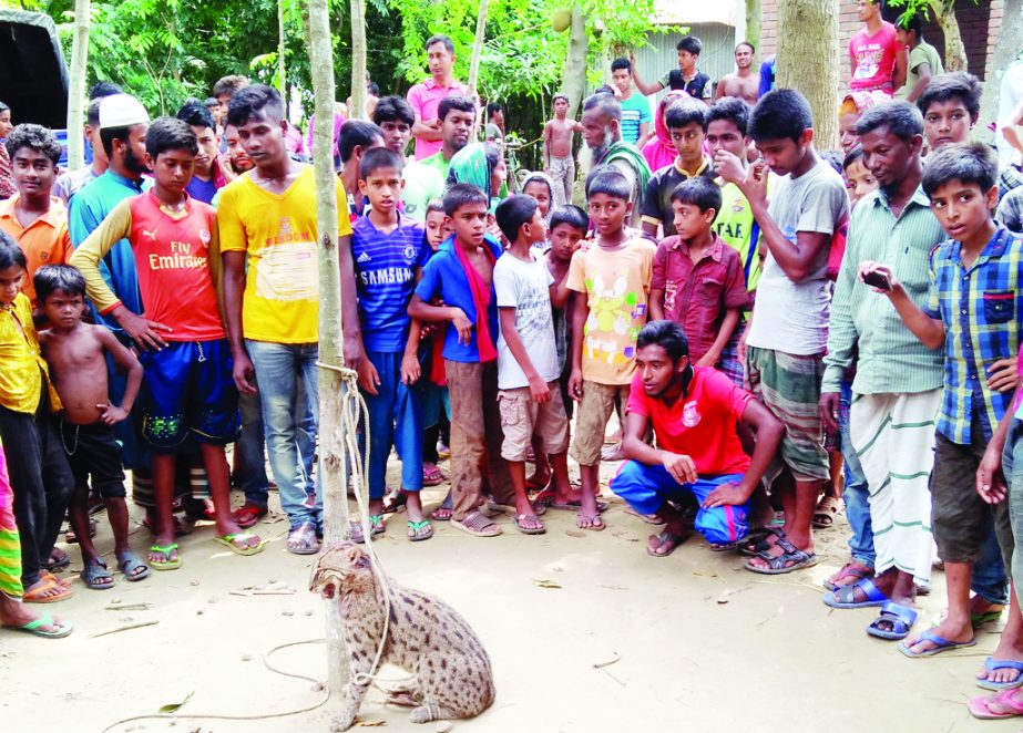 MODHUKHALI ( Faridpur): A fish eating tiger was caught by villagers at Bagat Union in Modhukhali Upazila on Thursday.