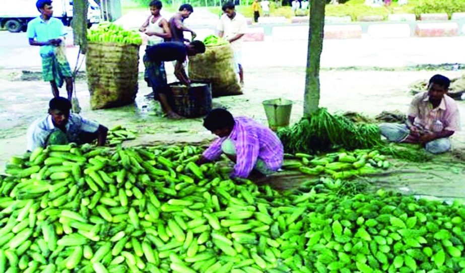 RANGPUR: Middlemen are stockpiling summer vegetables after directly purchasing from farmers at Jaigirhat point Dhaka- Rangpur Highway in Mithapukuria Upazila to send those to Dhaka on Tuesday.