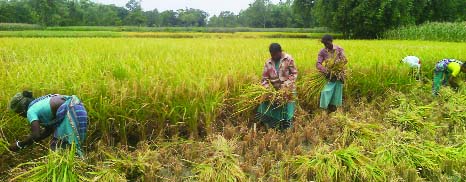 GANGACHARA(Rangpur): Women labourers are passing busy time in Boro paddy harvest work at Kochuya Sadra Para in Nohali Union. This snap was taken yesterday.