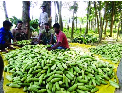 GAFARGAON(Mymensingh): Farmers and traders passing busy time at Rasulpur village as the Upazila has achieved bumper production of the products.