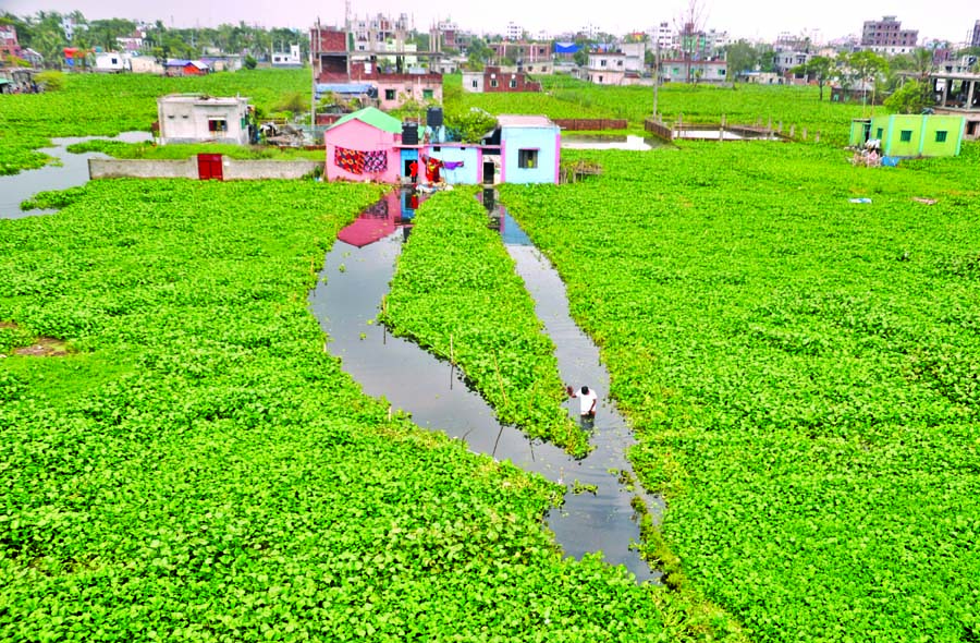 DND areas in the outskirts of the city surrounded by hyacinth around submerged by waterlogging.