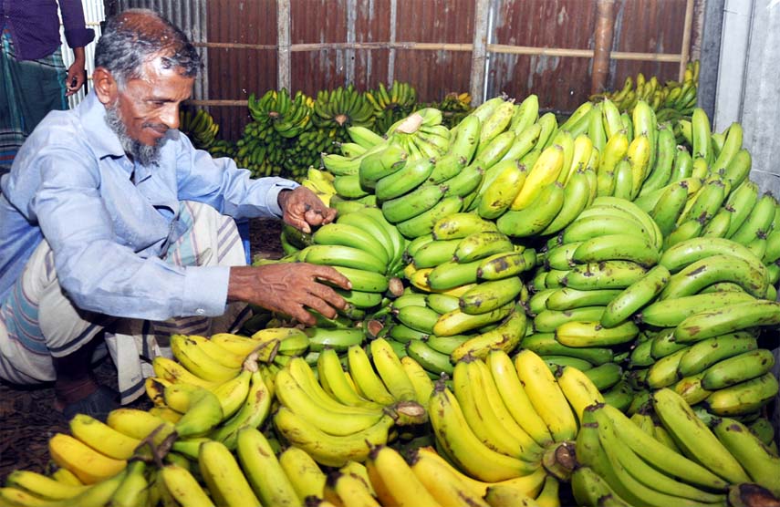 Labourers passing busy time in banana processing at Pahartoli Bazar godowns. This picture was taken on Wednesday.