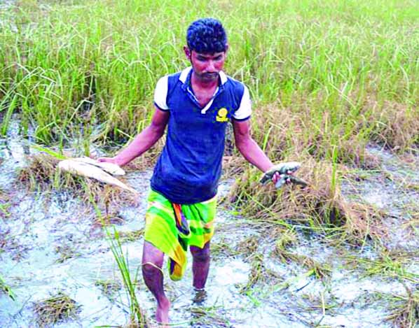 A youth seen picking dead carb fishes from river adjoining areas of Halda River in Hathazari recently.