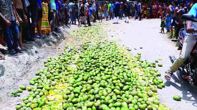 NARAIL: Mobile court destroying about 30 mounds chemical mixed mangoes at Narail Sadar Upazila on Friday.