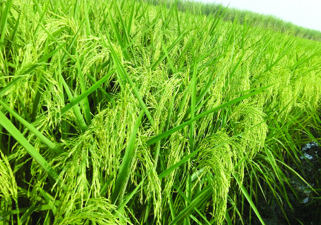 FARIDPUR: A paddy field of hybrid JKRH -1220 in Faridpur predicts bumper production in the season. This picture was taken yesterday.
