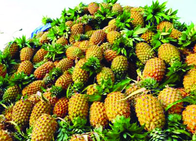 NARSINGDI: Harvested pineapples are ready for sale at Narsingdi markets. This snap was taken yesterday.