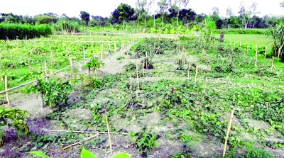NAOGAON: Vegetables fields of three bigh as land were damaged at Palsha Village due to enmity recently.