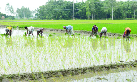 BOGURA: Farmers at Bogura passing busy time in planting paddy. This picture was taken from Samaspur area in Gabtoli Upazila yesterday.