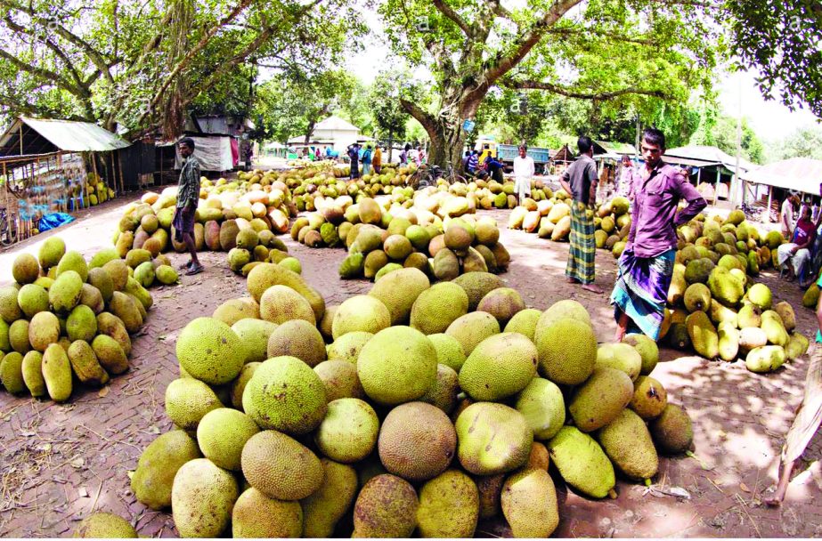 NARSINGDI: A view of jackfruit market at Raipur Upazila. This picture was snaped on Wednesday.