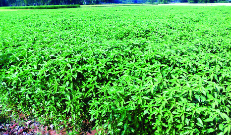 RANGPUR: The excellent growing tender jute plants on a field at Chandanpat Village in Sadar Upazila predicts bumper output of the fibre crop this season.