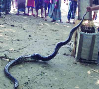 MADHUKHALI(Faridpur): A python about 16 feet long was caught from Boral Village in Gajona Union yesterday.