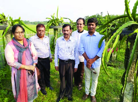 SAIDPUR(Nilphamari): Homaira Mondol, Saidpur Upazila Agriculture Officer with others officials visiting at the Dragon Fruit Orchard in the Upazila yesterday.