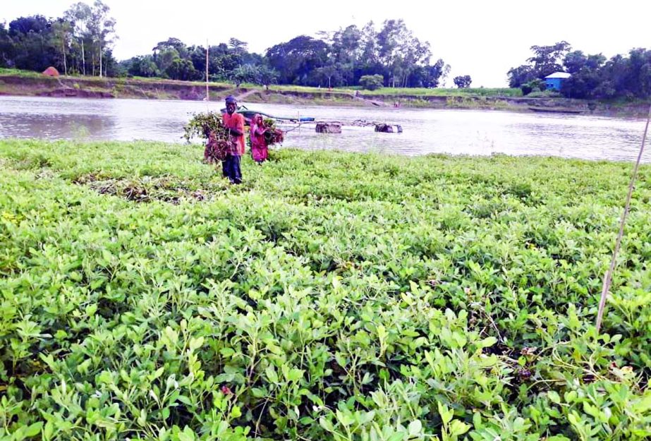 MANIKGANJ: Farmers at Manikganj passing busy time in harvesting nut quickly as floodwater submerged cultivated lands. This snap was taken from Ramchandrapur village in Daulatpur Upazila on Tuesday.