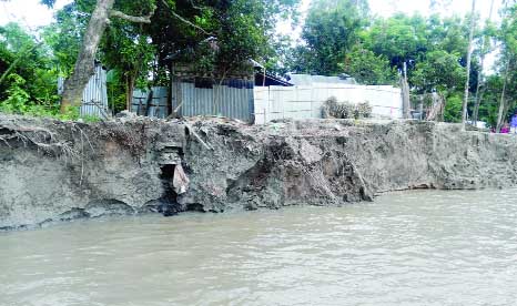 ULIPUR(Kurigram): Doctor Para village in Ulipur Union is on the verge of extinction due to Teesta River erosion. This picture was taken yesterday.