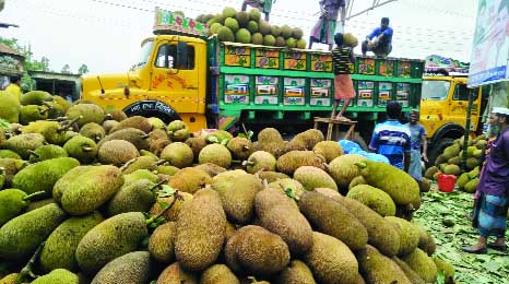 SAKHIPUR (Tangail): Traders passing busy time in loading jackfruits from a haat in Sakhipur Upazila as the upazila has achieved bumper production. This snap was taken yesterday.