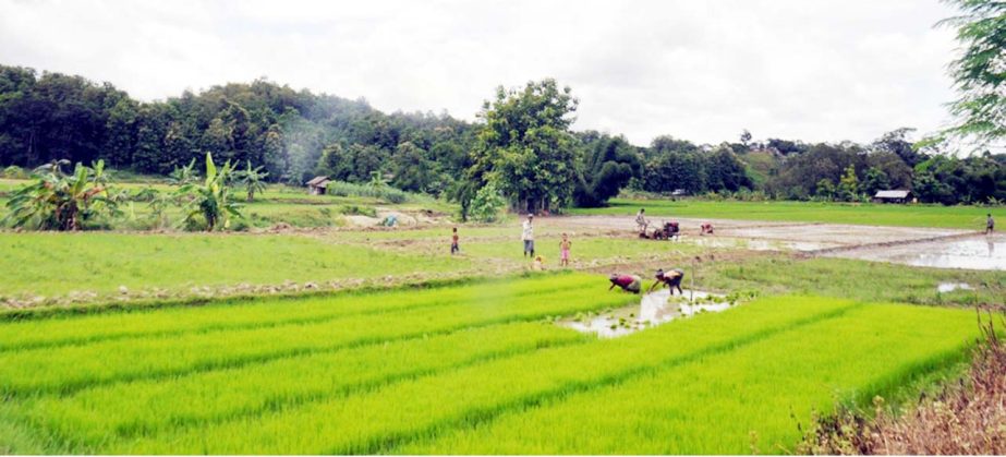 A tribal family at Jamchhari hilly area in Khagrachhari Sadar Upazila planting T- Aman after rainfall on Tuesday.