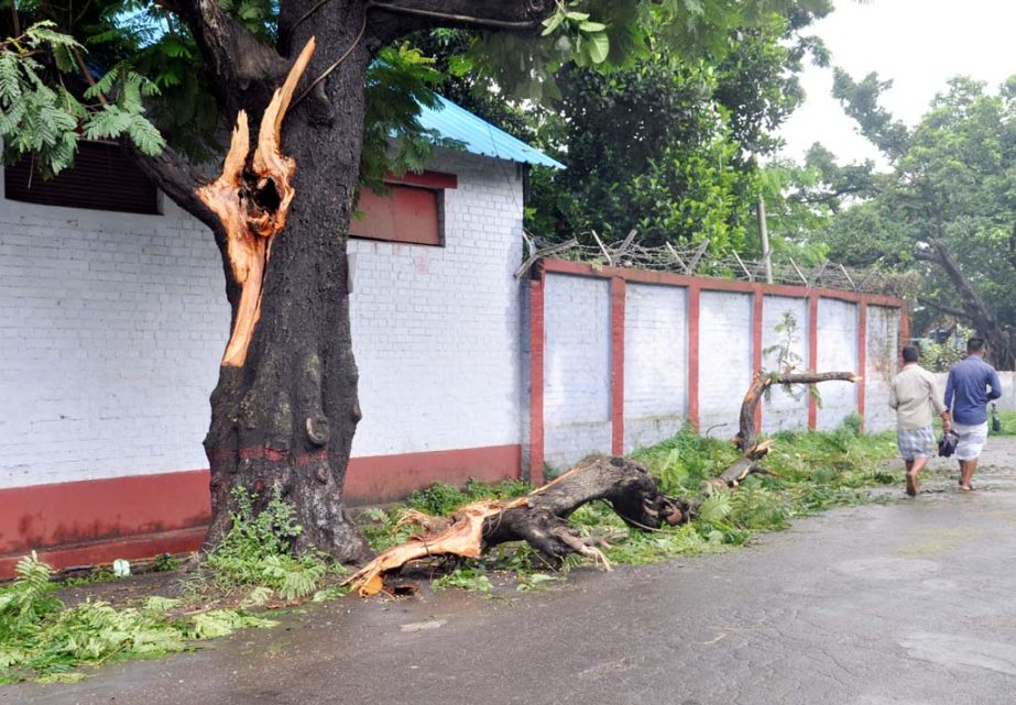 An old tree was broken due to heavy rain at Ambaghan Road yesterday.