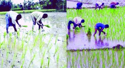 RANGPUR: The farmers have become busy now with transplanting Aman seedling on their lands in full swing following recent rainfalls at most places in all five northern districts under Rangpur agriculture region.