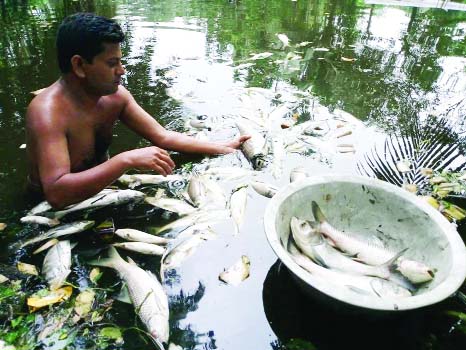 SARISHABARI (Jamalpur): Fish in a pond have been poisoned by Jamuna Fertilizer Factory waste at Sarishabari Upazila. This picture was taken yesterday.
