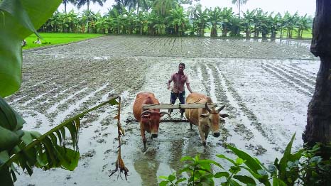 JASHORE: Farmer at Avoynagor Upazila preparing field for Boro paddy. This snap was taken yesterday.