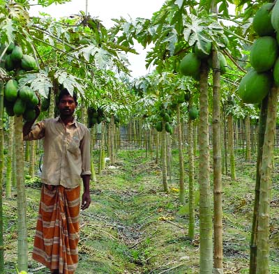 RANGPUR: Framer Nur Alam taking care of his papaya garden at Balapara Village in Rangpur Sadar Upazila.