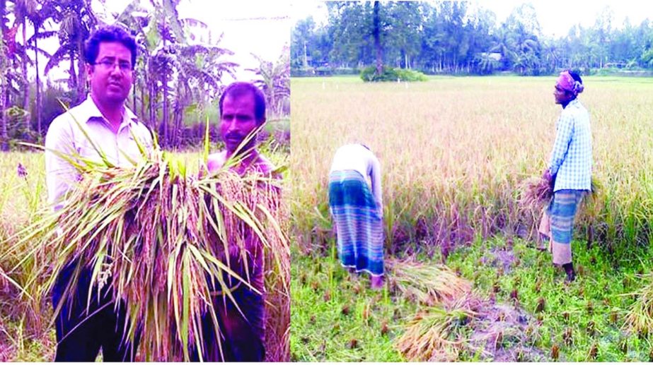 RANGPUR: The farmers are happy getting bumper Aus paddy production as well as excellent market price as harvest of the crop continues in full swing everywhere now in Rangpur region.