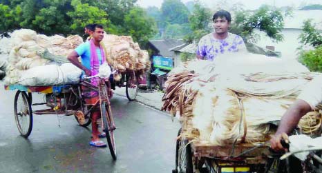 NATORE: Farmers are passing busy time at Natore as they are carrying the golden fiber to local markets for sale . This picture was taken from Naldanga Upazila on Wednesday.