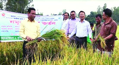 KURIGRAM: Ulipur Upazila Chairman Haider Ali launching harvest of BRRI dhan46 Aus variety rice at a function arranged by the Department of Agriculture Extension in Ulipur Upazila in the district as Chief Guest on Wednesday .
