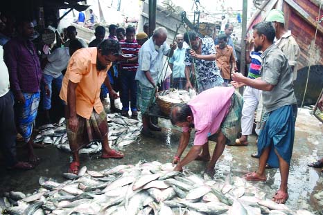 BARISHAL: Hilsa being sold at low prices in markets as huge hilsa being netted in the sea .This picture was taken from Barishal Port Road whole-sale market yesterday.