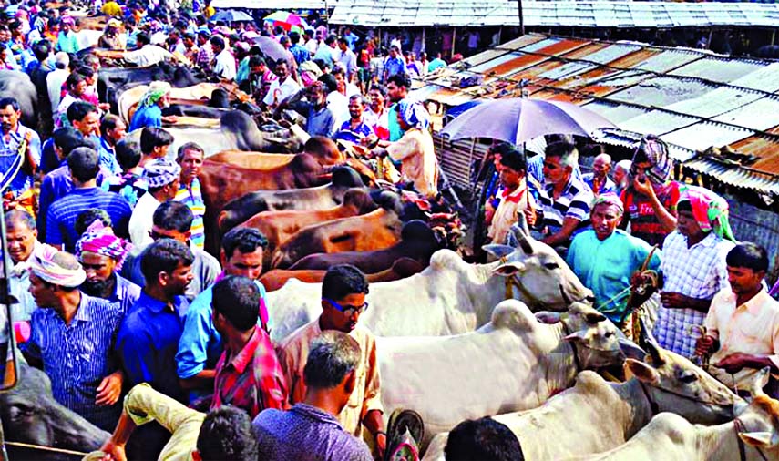 Cattle markets getting momentum as sacrificial animals flood district markets ahead of Eid-ul-Azha. But the price likely to be higher this year. The photo was taken from Rajshahi on Saturday.