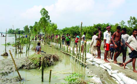 LALMONIRHAT: Locals at Dhobni Village in Hatibandha Upazila repairing a dam voluntarily to protect the area from Teesta River erosion on Saturday.