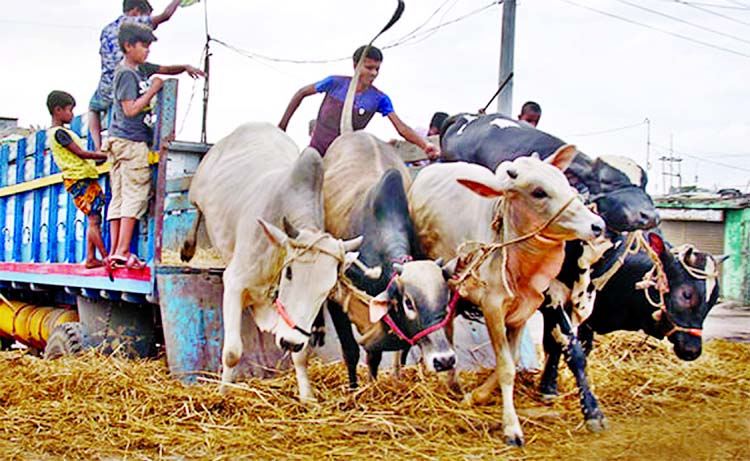 Sacrificial animals started arriving in city's cattle market. Traders seen unloading their cattle herd from a truck at Gabtoli on Wednesday.