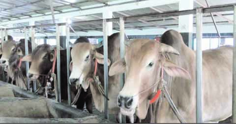 NARSINGDI: A view of Cow Fattening Project at Shibpur upazila in Narsingdi. This snap was taken yesterday.