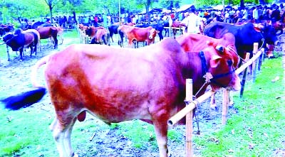 RANGPUR: Huge supply of locally reared cattle in a rural market as sale of sacrificial animals is gaining momentum in all districts under Rangpur Division from yesterday.