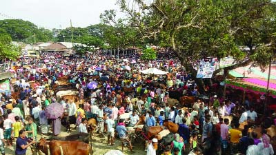 NARSINGDI : Sale of sacrificial animals is yet to get momentum due to huge supply at Potia Market of Shibpur Upazila. This picture was taken on Saturday. NN photo