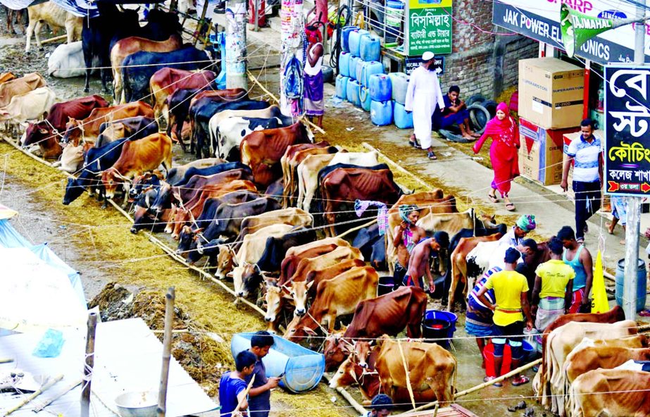 Cattle markets in city is yet to get momentum as many buyers till Sunday were reluctant to buy sacrificial animals so early. The photo was taken from Kamalapur Railway Station area.
