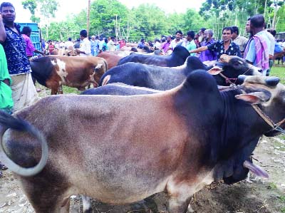 ULIPUR(Kurigram): Sellers at cattle market in Ulipur Upazila are waiting for buyers on Sunday.