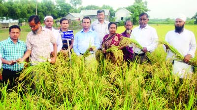 MURADNAGAR(Cumilla): Dr Tomal Lata Aditah, Director(Research ), BRRI , Gazipur inaugurating harvesting of BRRI dhan as Chief Guest at Muradnagar Upazila recently.