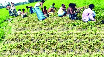 RANGPUR: Framers are harvesting groundnut as 16,550 tonnes produced during the last Rabi season and just-ended Kharip-1 season in all five districts under Rangpur Agriculture Region this year.